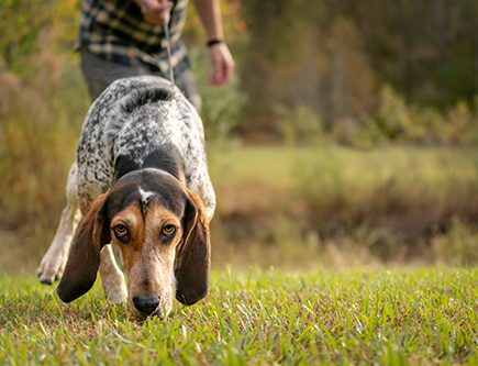 hound dog on a scent trail