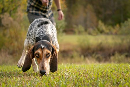 hound dog on a scent trail