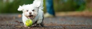 Jetty, a Maltese mix dog, chases a tennis ball