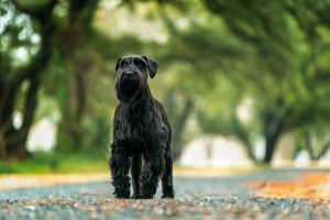 A standard schnauzer poses for the camera in Norfolk, VA