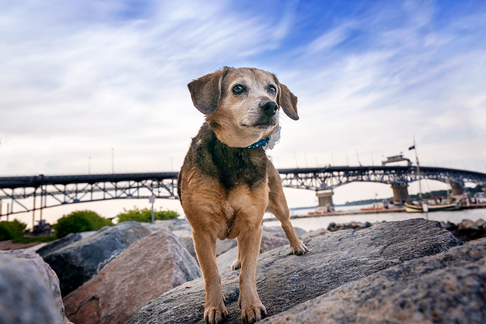 On the shore of the York River, a small dog poses on the rock jetty