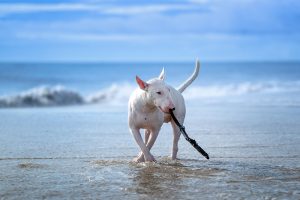 Outer Banks, NC beach photo of a white bull terrier dog