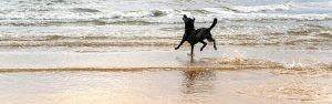 Dog bounding into the waves in Virginia Beach