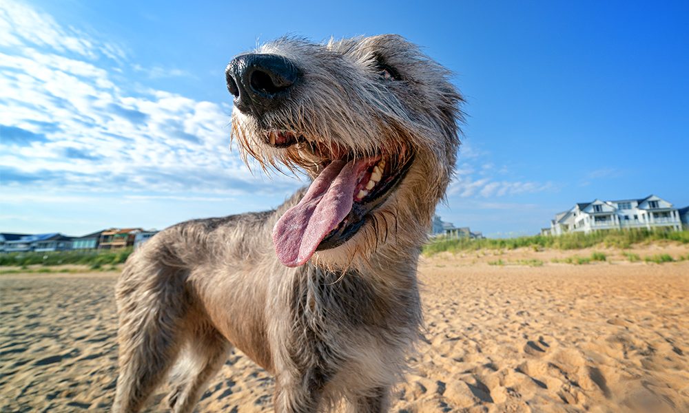 An elegant Irish Wolfhound smiles for the camera in Norfolk, VA