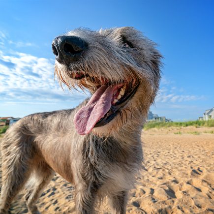An elegant Irish Wolfhound smiles for the camera in Norfolk, VA