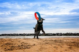 A senior dog plays with his toy on a beach in Norfolk, Virginia