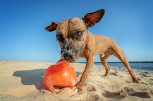 A pitbull terrier plays with a ball on a Chesapeake Bay beach