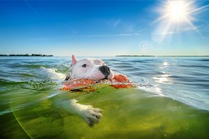 Three-legged dog swims in the Chesapeake Bay