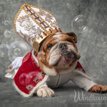 English Bulldog, also known as "Pope Leo"