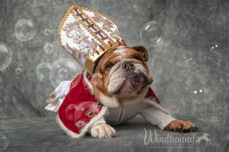 English Bulldog, also known as "Pope Leo"