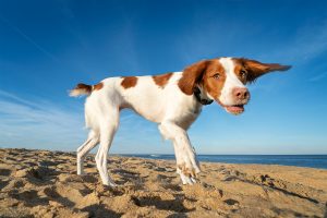A Brittany Spaniel flashes a smile at the beach