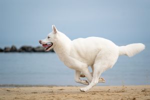 Tuna, the white husky races on the beach