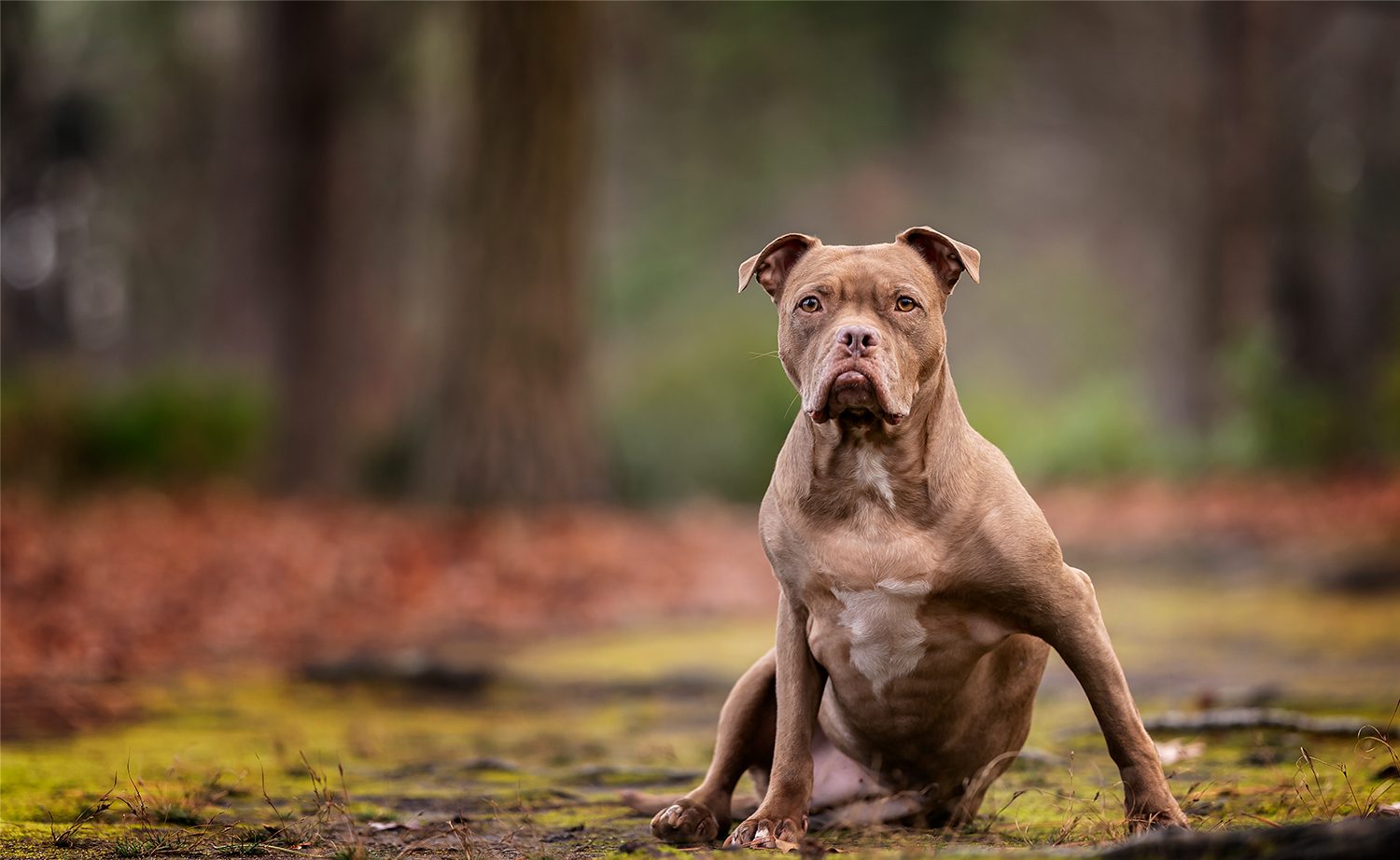 Bella, the 3-legged pit bull is a cancer survivor and therapy dog
