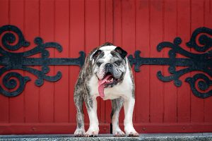 A bulldog lookiing stately in front of a beautiful red door