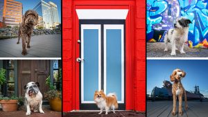 A collage of urban dog portraits