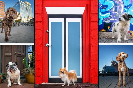 A collage of urban dog portraits