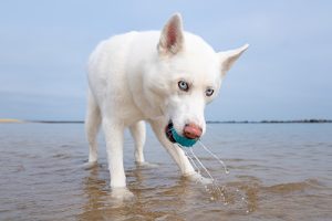 A white husky drips water from his face at the beach