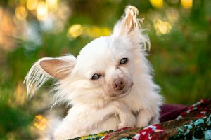 A sweet senior Chihuahua