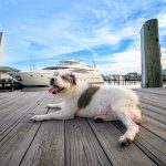 A dog relaxes on a pier in Portsmouth, VA