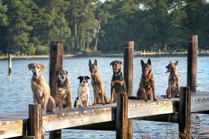 7 dogs posing on a bayside dock