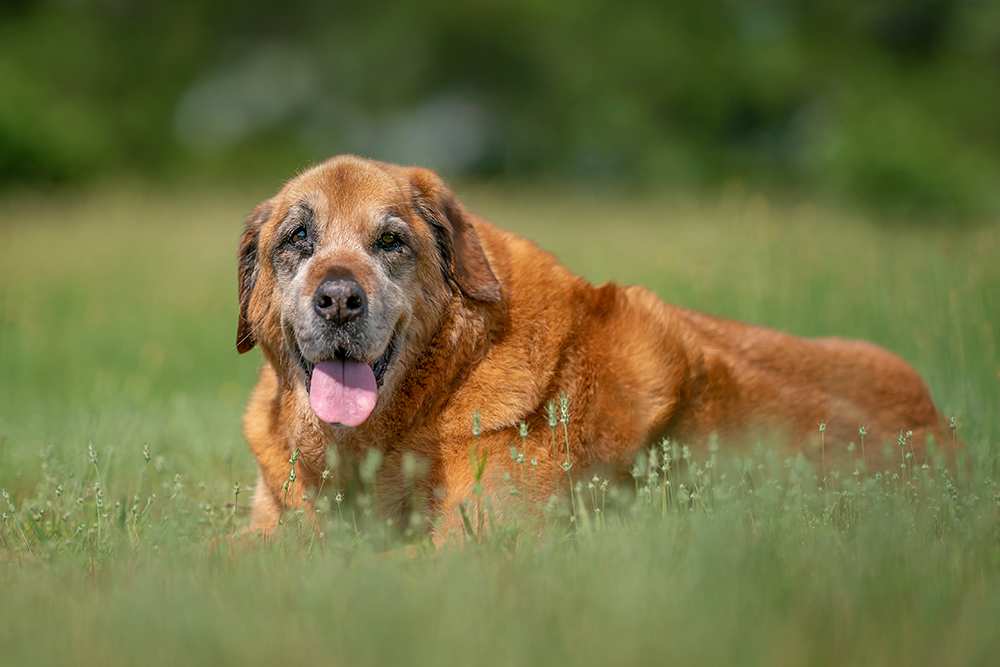 Marley, a senior dog, relaxes in a green meadow