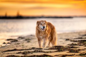 Senior dog, Mingo, poses on the beach at sunrise