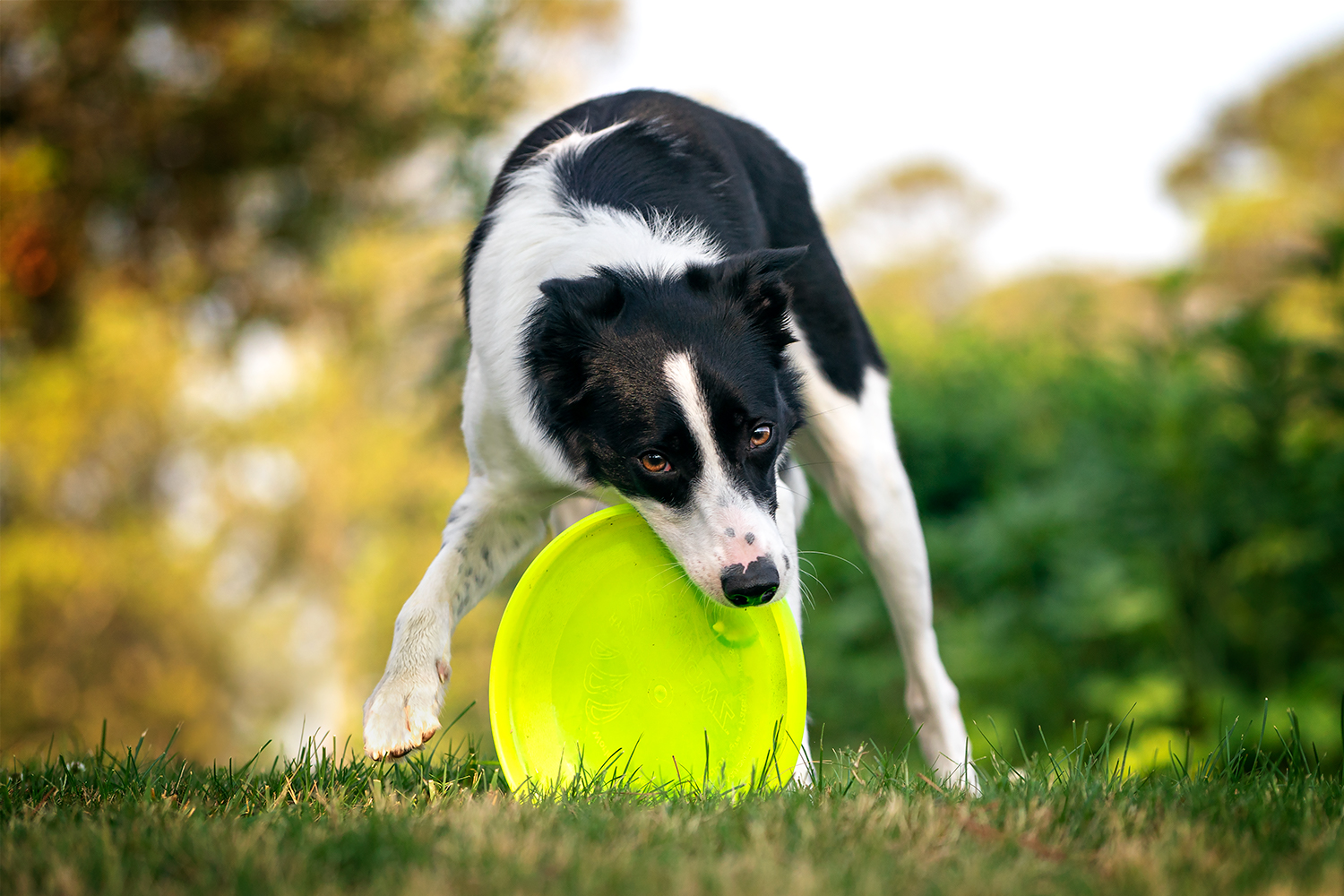 A border collie plays with her flying disc