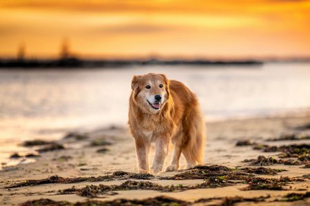 Mingo, a recently rescued golden retriever experiences a sandy beach for the first time.