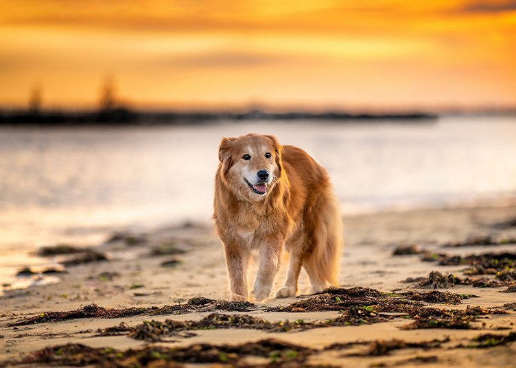 Mingo, a recently rescued golden retriever experiences a sandy beach for the first time.