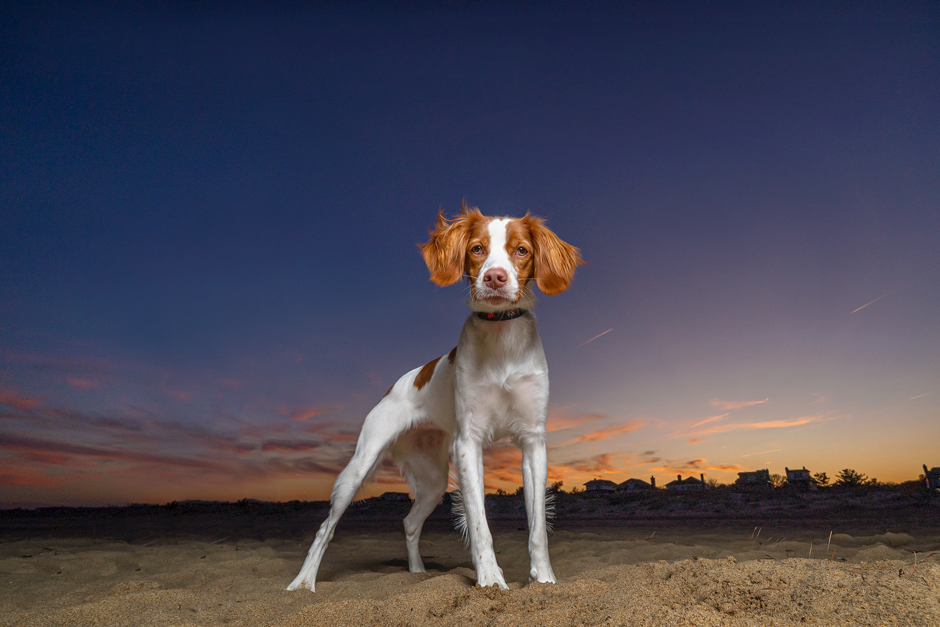 A Brittany spaniel poses for her portrait in Virginia Beach