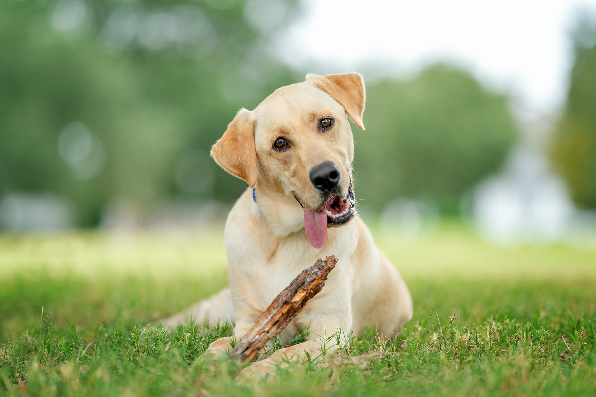 Luke, a yellow labrador retriever, chews on a stick