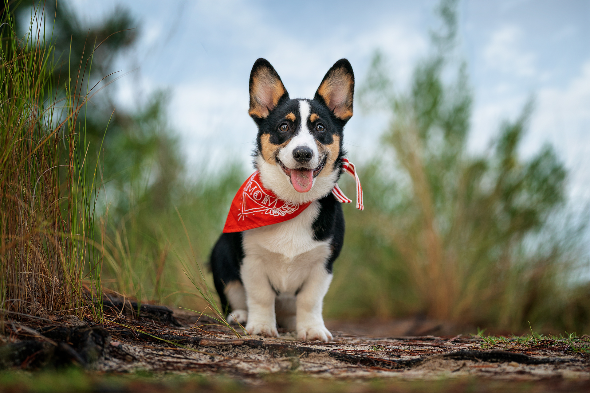 A corgi puppy poses in a forest background