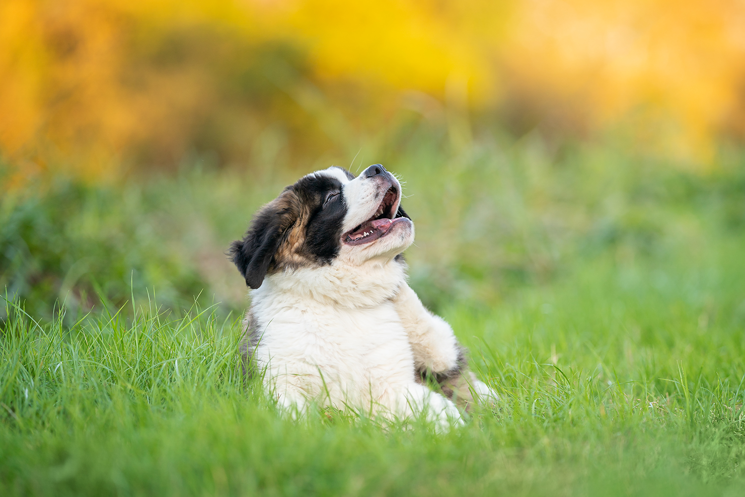 A St. Bernard puppy is loving the color of autumn in Norfolk Virginia