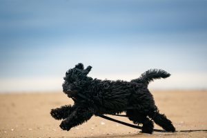 A puppy runs with a leash in her mouth at Sandbridge Beach in Virginia