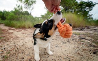 Pet safety tips, a corgi dog plays tug with the pet photographer
