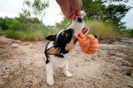 Pet safety tips, a corgi dog plays tug with the pet photographer