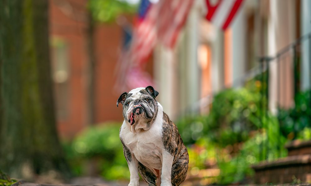 Kreautire the bulldog on an American flag lined street