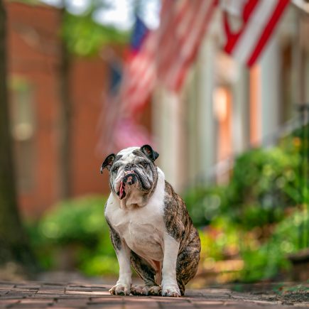 Kreautire the bulldog on an American flag lined street