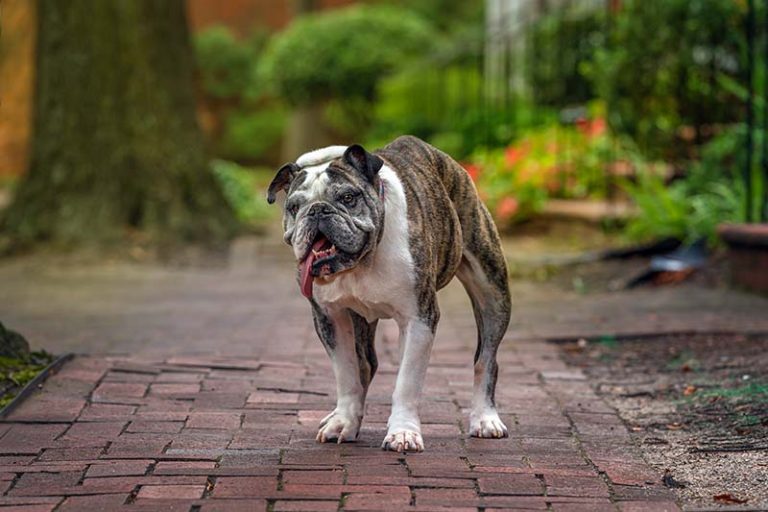 Great Dog Hikes in Hampton Roads Windhound PhotographyHampton Roads