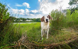 A dog alongside the Lynnhaven River