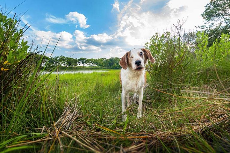 Great Dog Hikes in Hampton Roads Windhound PhotographyHampton Roads