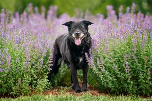Dog amid lavender at Norfolk Botanical Gardens