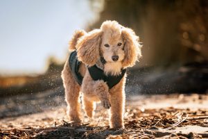 A poodle in sunlight on the beach in Williamsburg Virginia