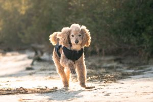 Dog running on beach toward photographer