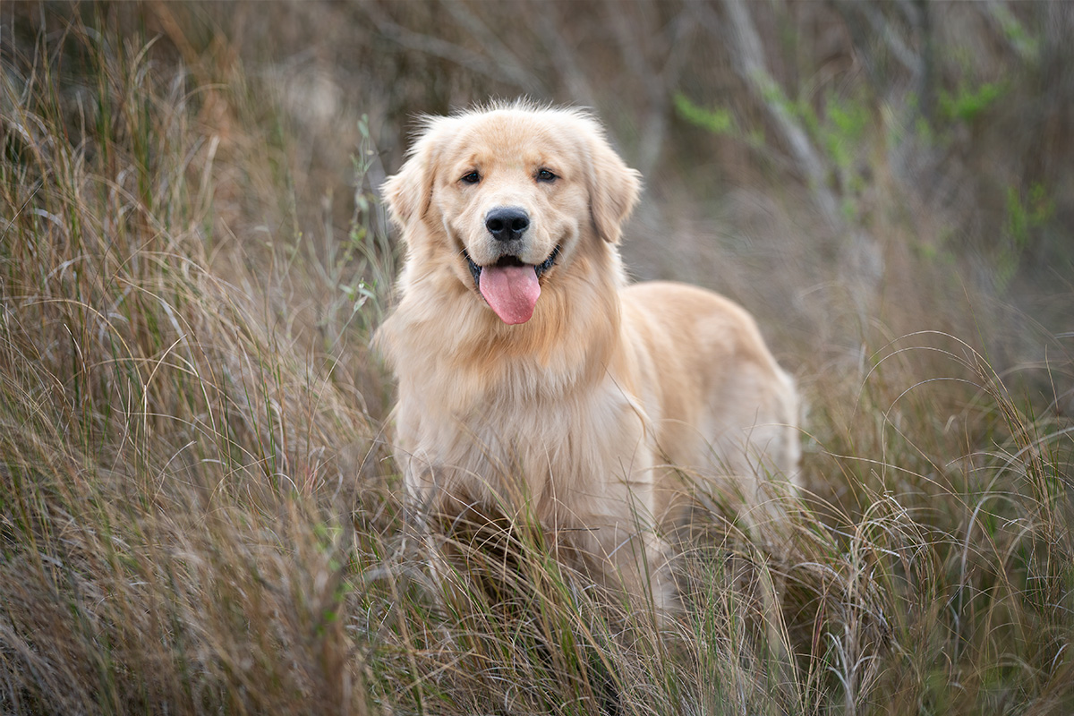 A young golden retriever in the marsh grass— Virginia Beach