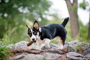 Corgi puppy plays with a pinecone