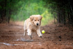 Golden retriever pup chasing a tennis ball