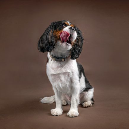A spaniel make a cute face during her studio portrait session.