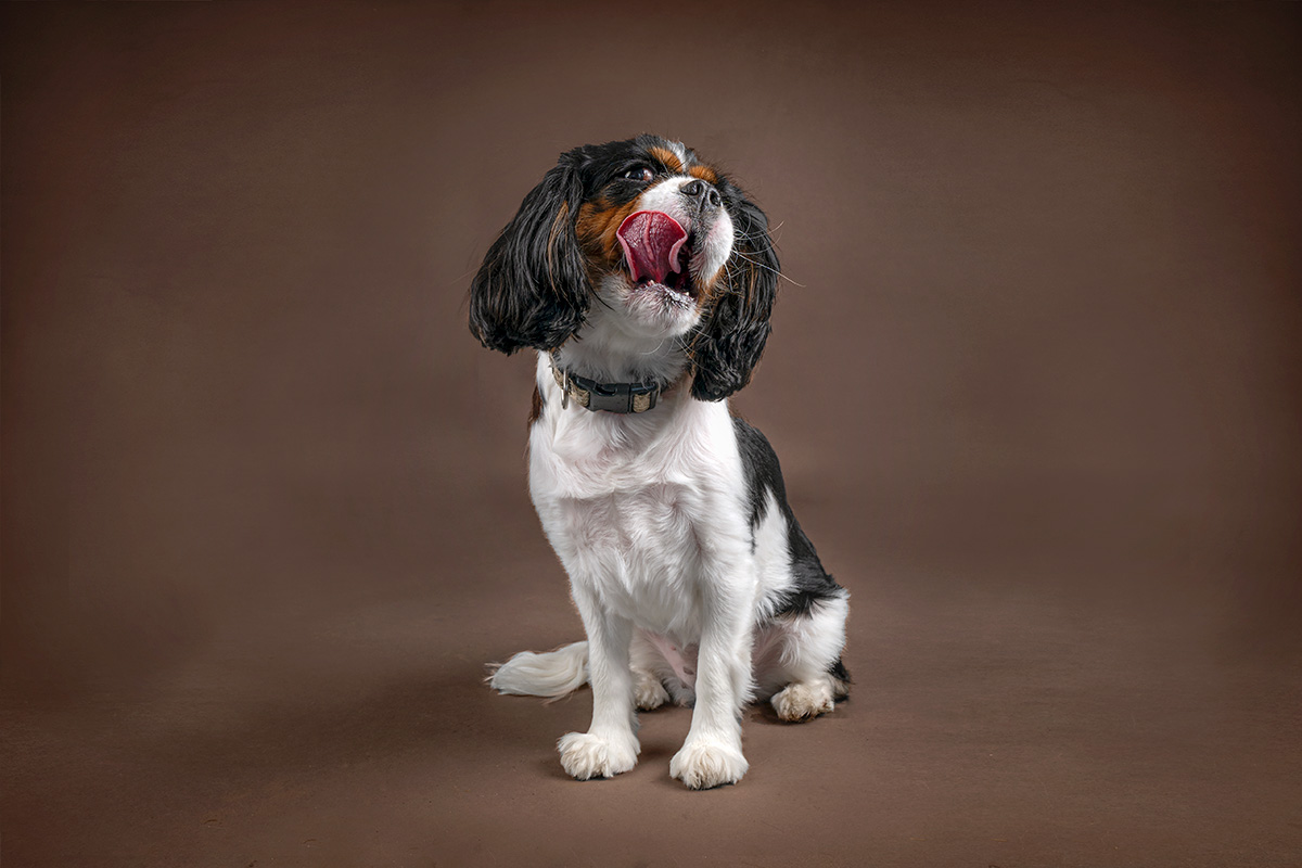 A spaniel makes a silly face during her studio pet photo session