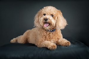A poodle posting for a formal portrait in a studio setting.